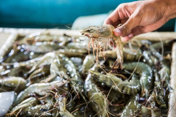 Đảm bảo hệ thống truy xuất nguồn gốc được hoàn thiện toàn diện, bao phủ tất cả sản phẩm nông, lâm, thủy sản.